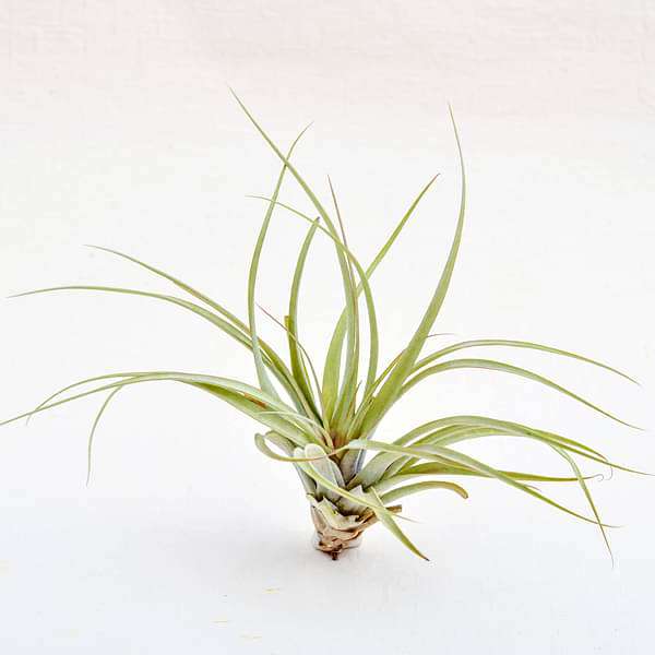 Air Plant, Tillandsia brachycaulos (Large) - Plant