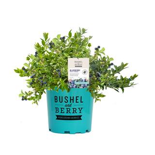 BUSHEL AND BERRY 1 Gal. Bushel and Berry Midnight Cascade Hanging Blueberry Live Plant HD1666