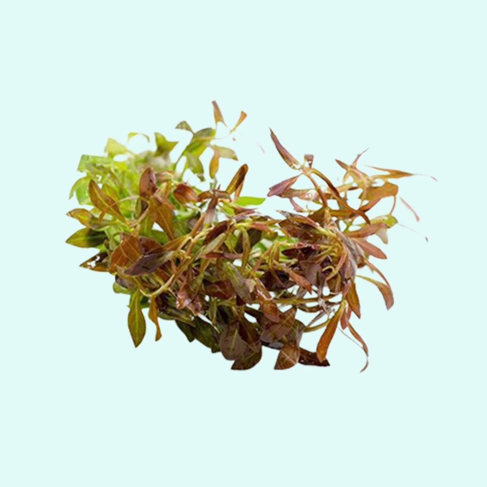 Vietnamese Rotala (Vietnam Hr'a) Bunch Live Aquarium Plants BUY2 GET1 FREE