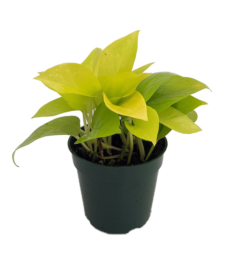 Neon Devil's Ivy - Pothos - Epipremnum - 4