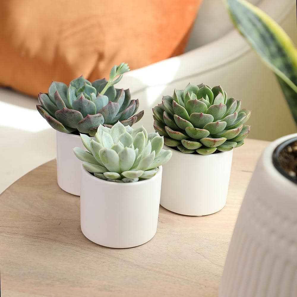 ALTMAN PLANTS 2.5 in. Echeveria Assorted Varieties in Matte White Cylindrical Decco Pots (3-Pack) 0872547