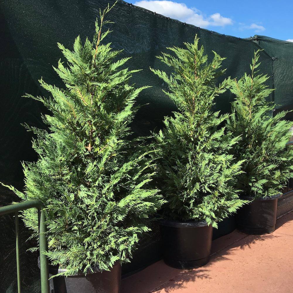 3 Gal. Leyland Cypress Non Flowering Shrub LEYL001G3