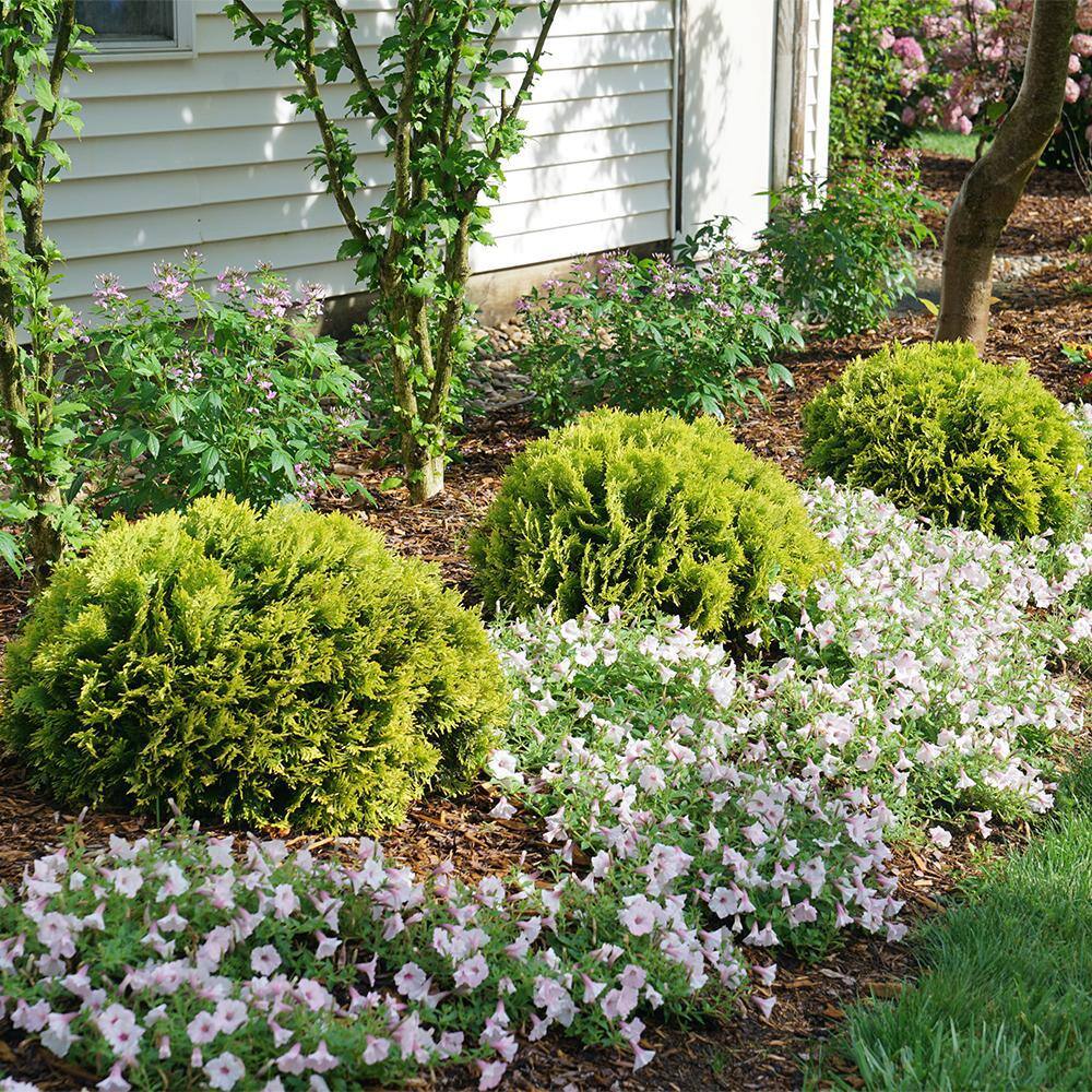 PROVEN WINNERS 2 Gal. Anna's Magic Ball Arborvitae Evergreen Shrub 18179