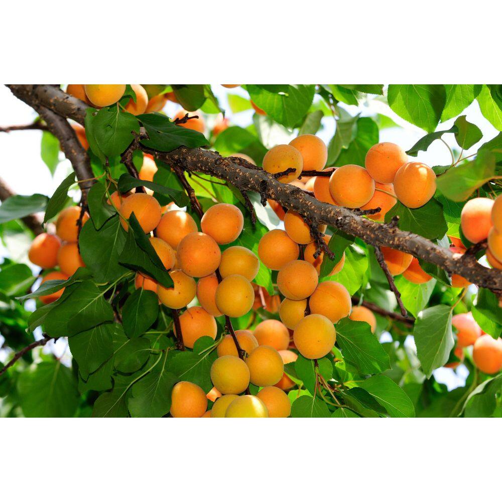 Online Orchards 3 ft. Goldcot Apricot Bare Root Tree with Abundant Cold Hardy Golden Fruit FTAC201
