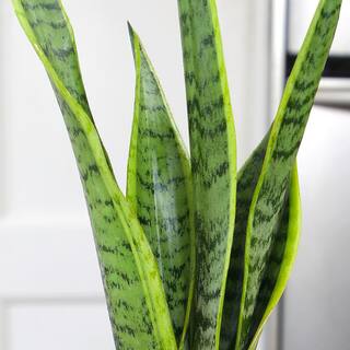 ALTMAN PLANTS Decorative Snake Plant Gift (Sansevieria Laurentii) in 4.25 in. White Pot 0873203