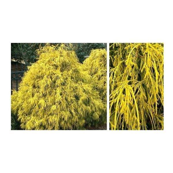 Online Orchards 1 Gal. Kings Gold Threadbranch Cypress Shrub Brings Rich Permanent Color to any Landscape EGTC001