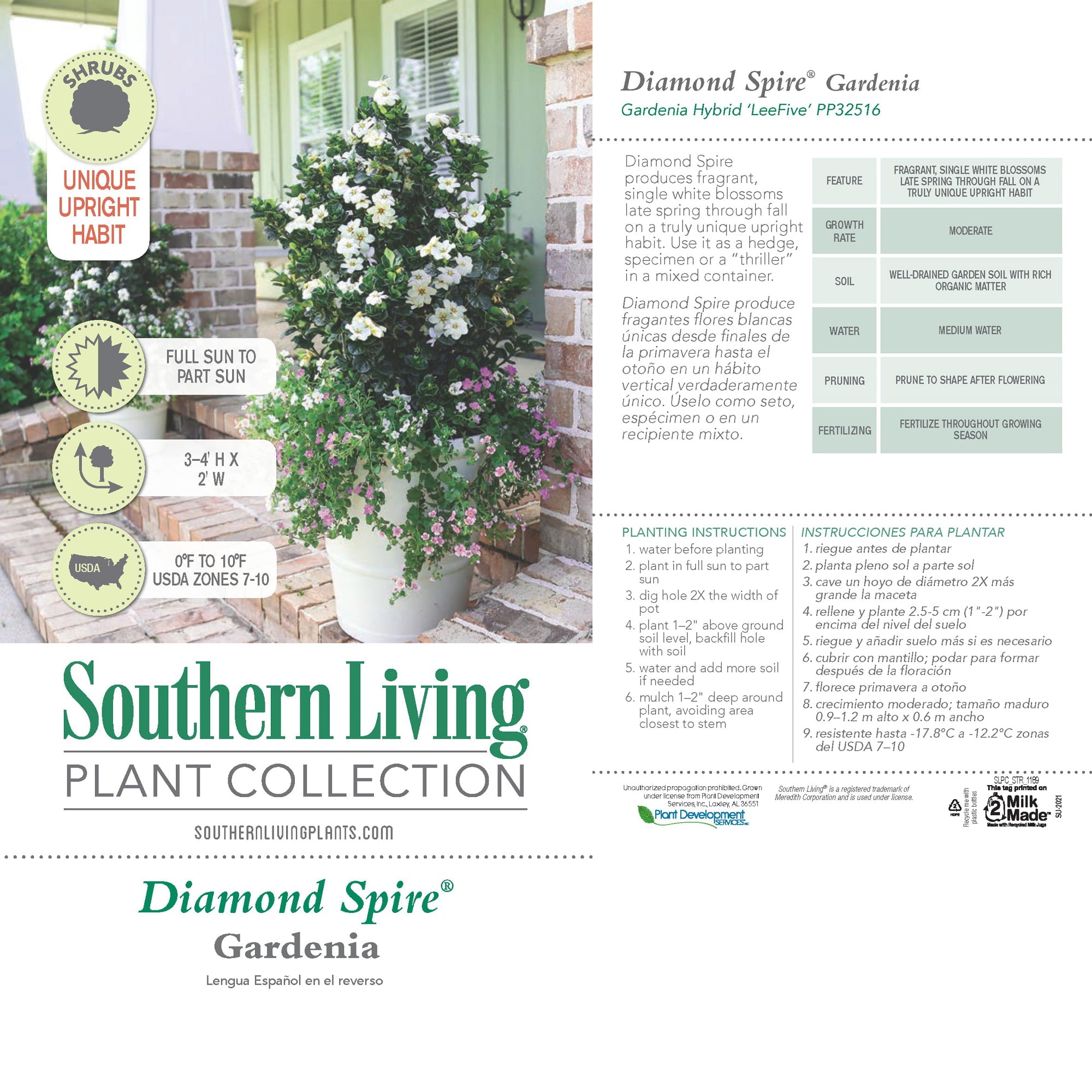 2 Gal Southern Living Gardenia Diamond Spire Live Shrubs