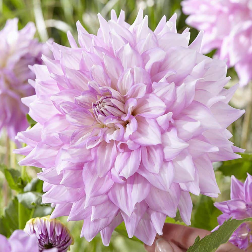 VAN ZYVERDEN Dahlias Almand's Joy (Set  of 5 Bulbs) 84505