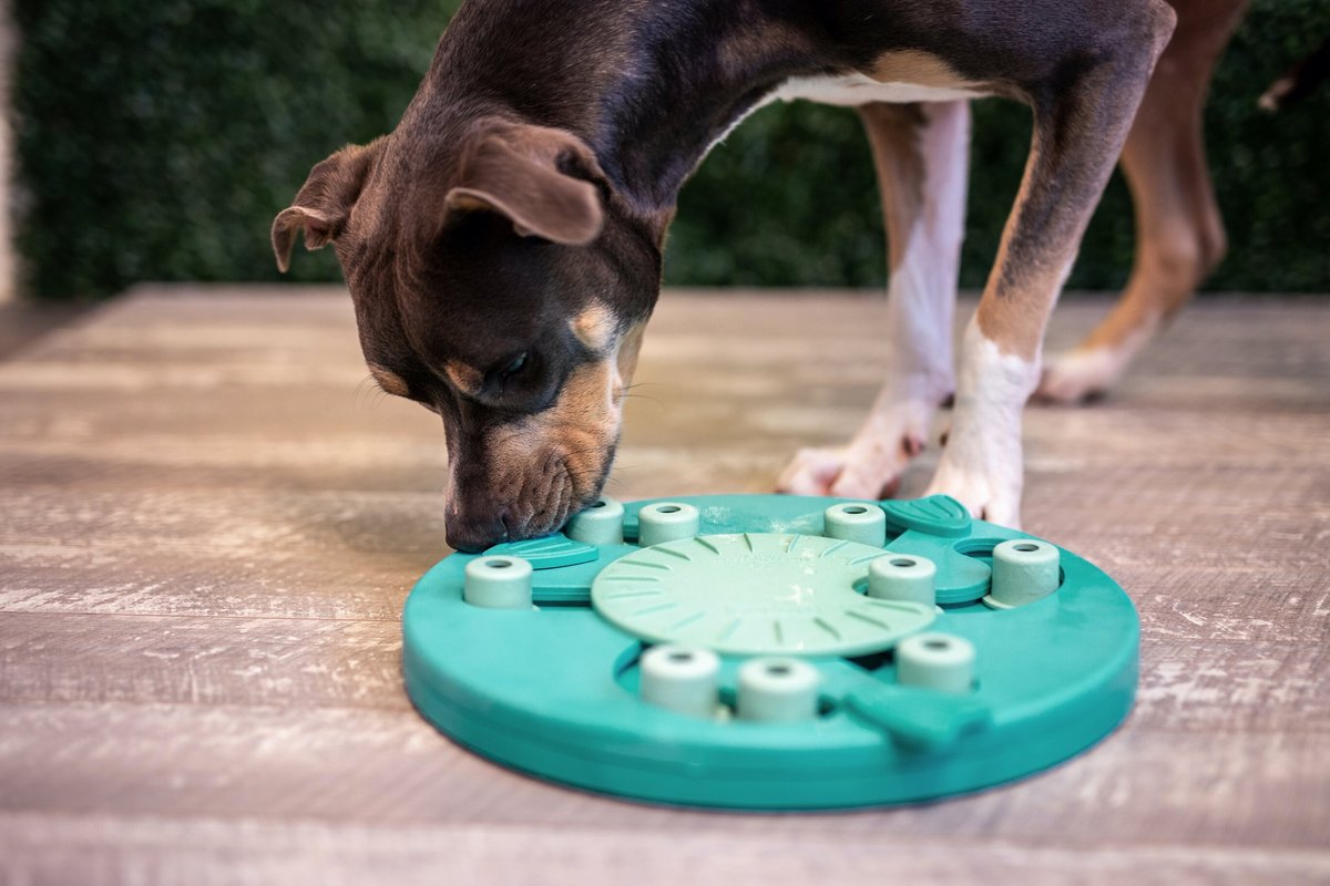 Outward Hound Dog Worker Dog Toy