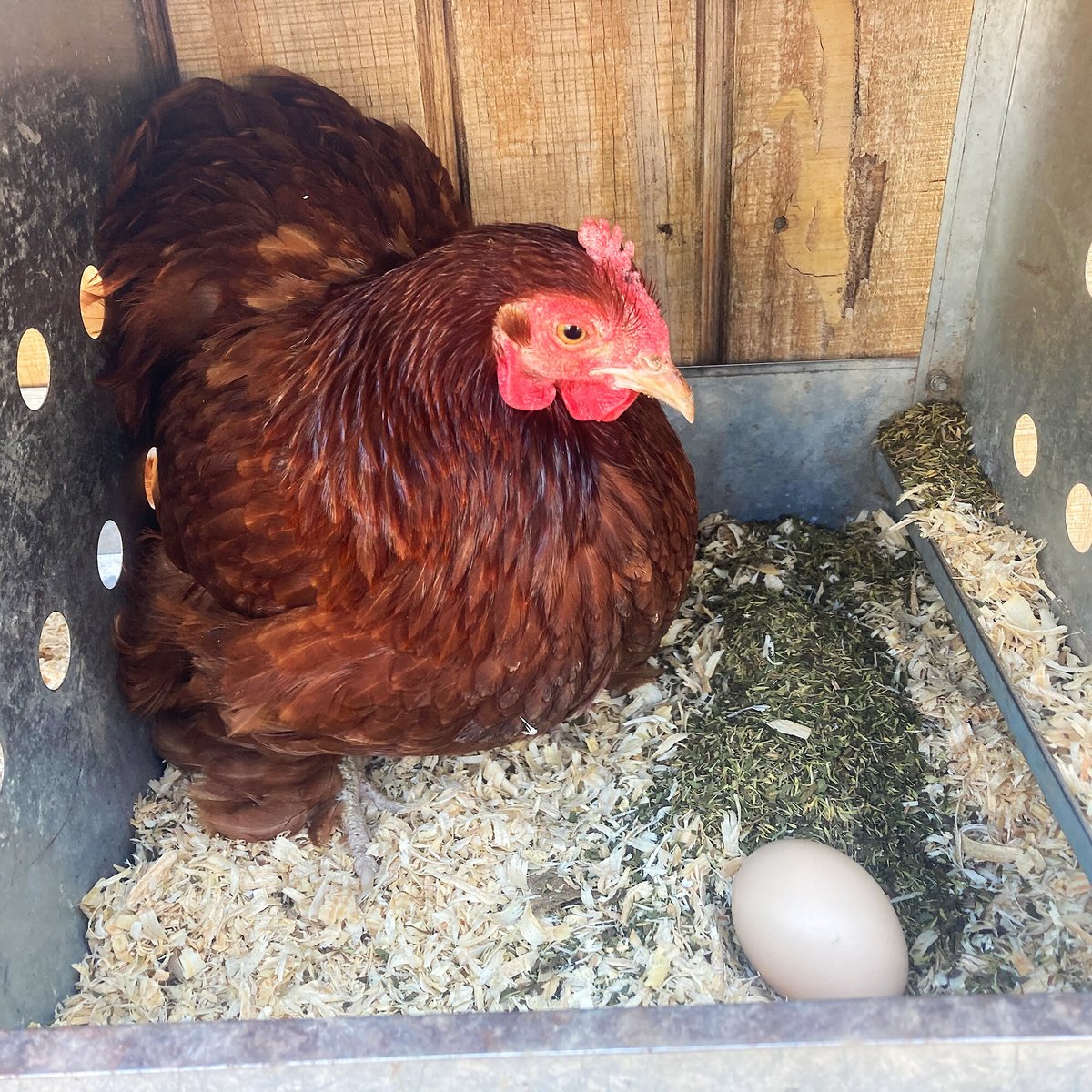 Pampered Chicken Mama MiteBGone Poultry Coop and Dust Bath Herbs