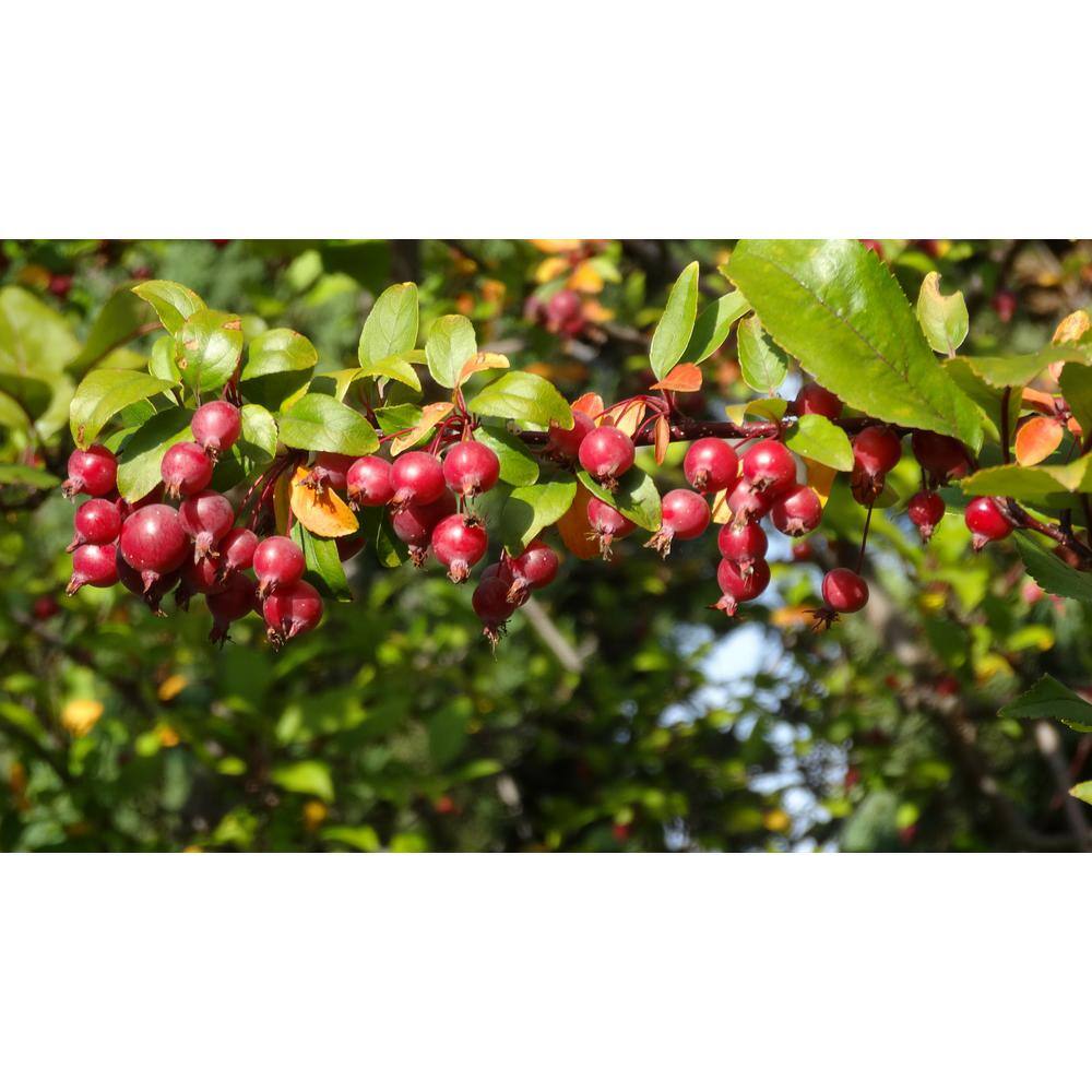 Online Orchards Dolgo Flowering Crabapple Tree Bare Root FLCA004