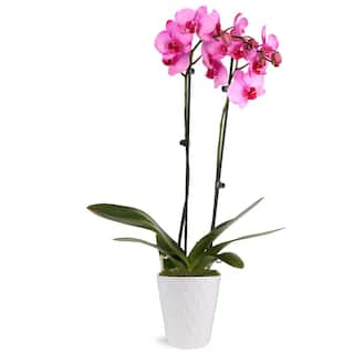 Just Add Ice Premium Orchid (Phalaenopsis) Pink Watercolor Plant in 5 in. White Ceramic Pottery J5065