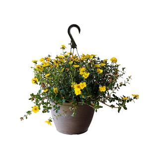 Vigoro 1.8 Gal. Purslane Plant Yellow Flowers in 11 In. Hanging Basket DC11HBPURSYEL