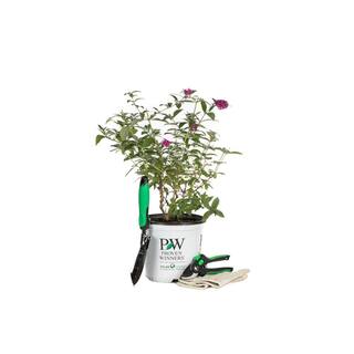 PROVEN WINNERS 1 Gal. Miss Molly Butterfly Bush (Buddleia) Live Shrub in Deep Pink Flowers BUDPRC1166101