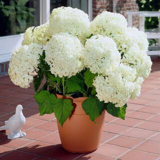 Brighter Blooms 3 Gal. Annabelle Hydrangea Flowering Shrub with White Blooms HYD-ANA3