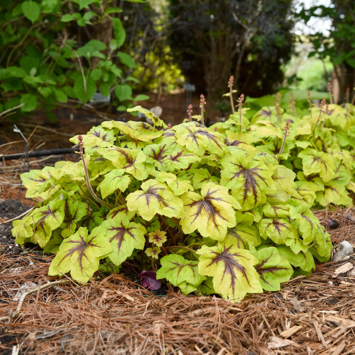 Catching Fire Heucherella Dormant Bare Root Perennial Starter Plant (1-Pack)