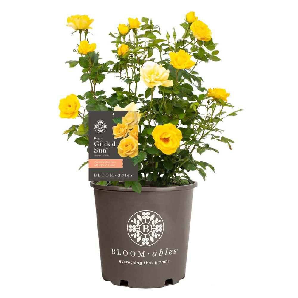 2g Bloomables Rose Gilded Sun Live Shrub