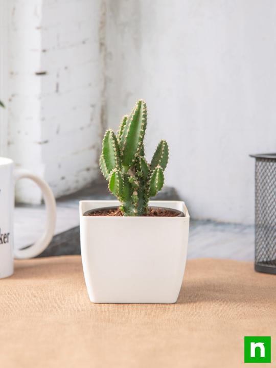 Acanthocereus tetragonus - Cactus Plant