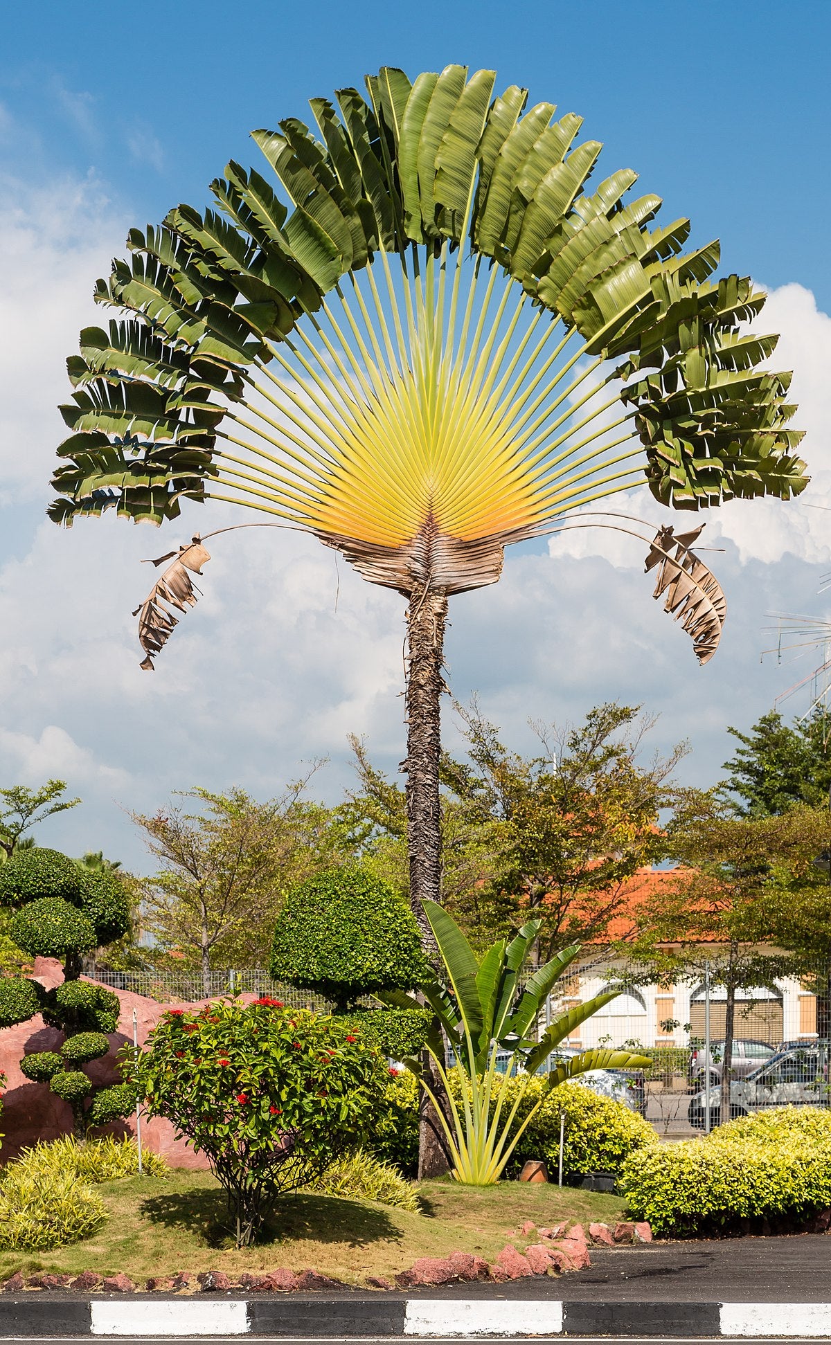 Traveler's Palm - Live Plant in a 3 Gallon Growers Pot - Ravenala Madagascariensis - Extremely Rare Ornamental Palms of Florida