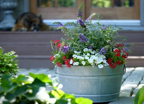 4.25 in. Eco+Grande， Superbells White (Calibrachoa) Live Plants， White Flowers (4-Pack)