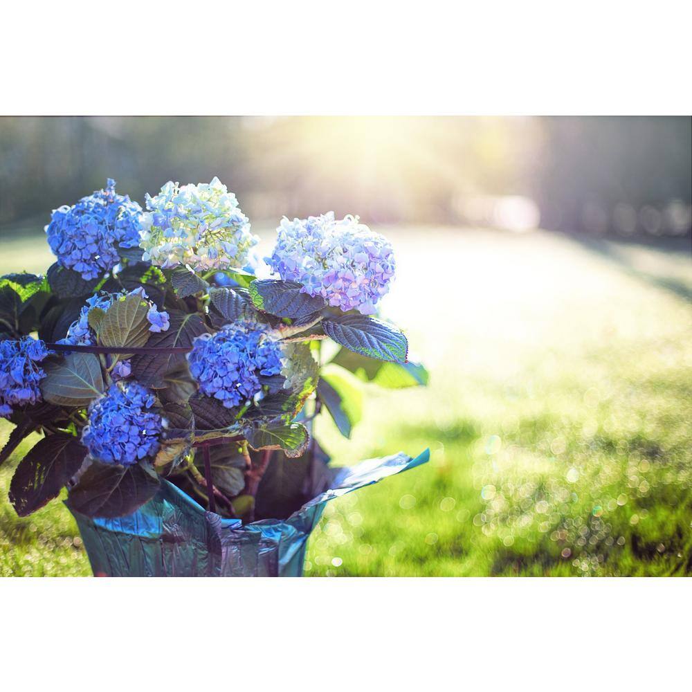 Online Orchards 1 Gal. Let's Dance Rhythmic Blue Hydrangea Shrub Reblooming Skyblue Flowers SBHD001