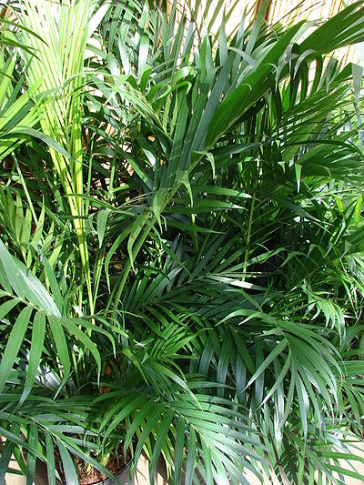 Wekiva Foliage - Cat Palm - Live Plant in an 10 inch Growers Pot - Chamaedorea Cataractarum - Beautiful Clean Air Indoor Outdoor Houseplant