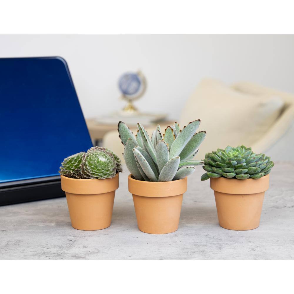 Altman Plants 2.5 in. Assorted Succulent 3-Pack in Terra Cotta Clay Pot 0872531