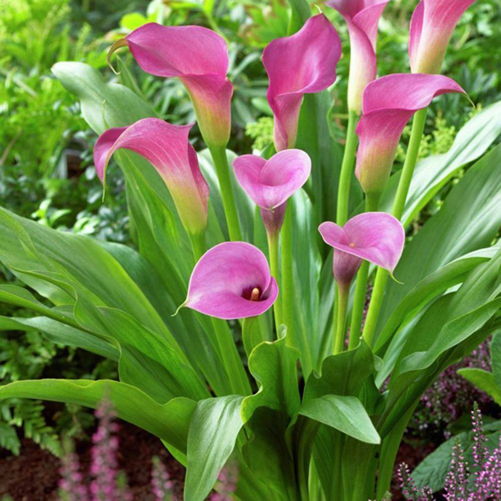 VAN ZYVERDEN Callas Lavender Sensation Bulbs (Set of 5) 11181