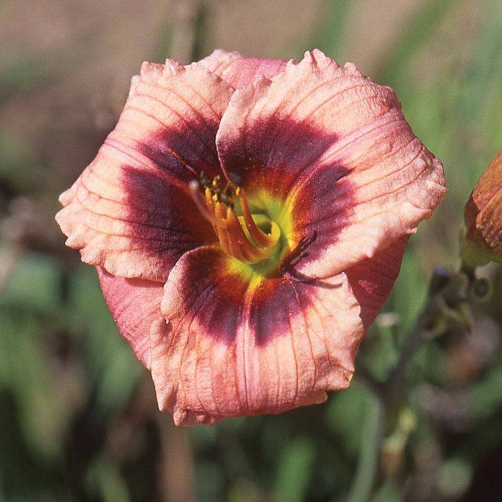 Vigoro 2 QT Hemerocallis Daylily 'Always Afternoon' Pink Perennial Plant 1007426786