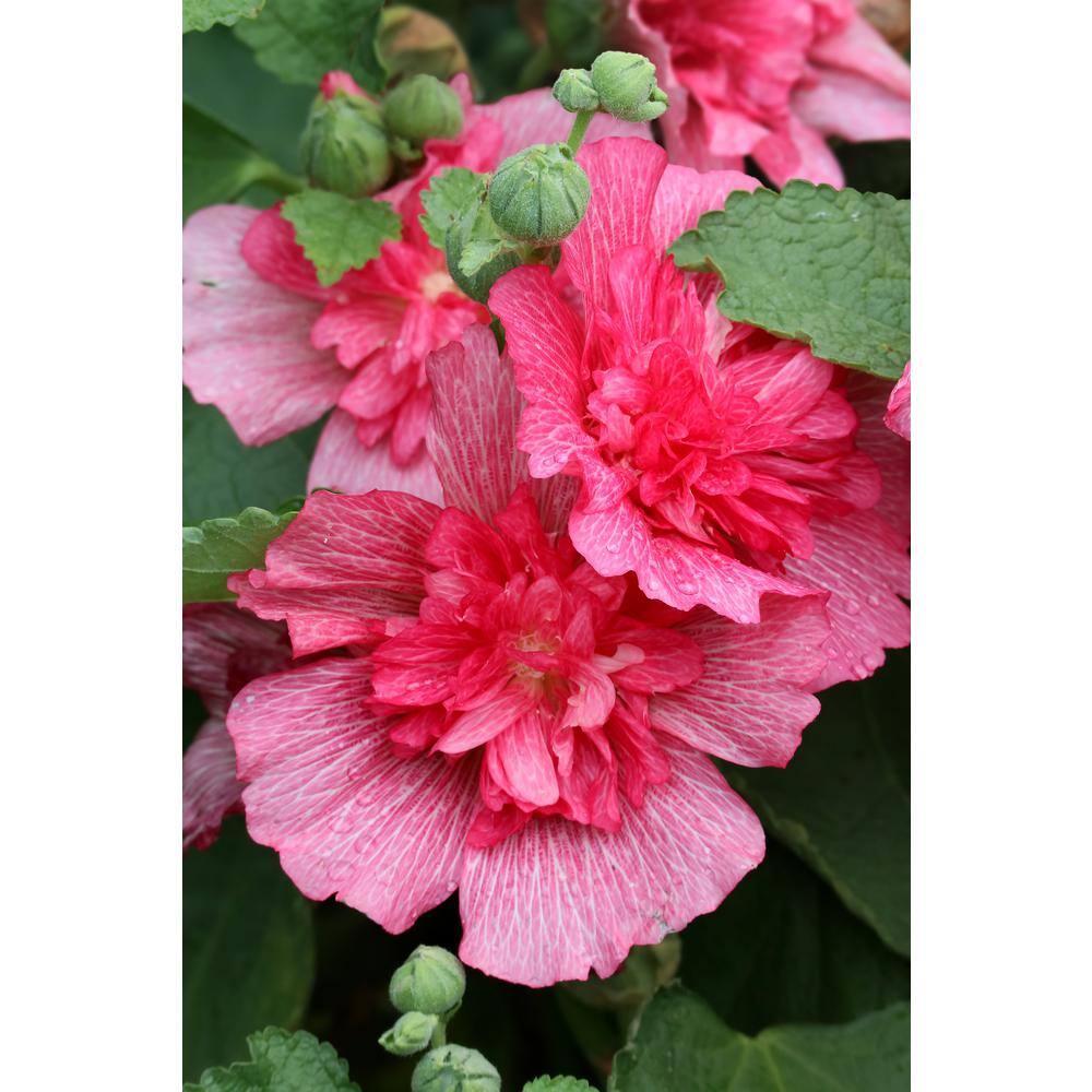 BELL NURSERY 7 Gal. Lucy Rose of Sharon (Hibiscus Syriacus) Live Flowering Tree with Double Red-Pink Flowers (1-Pack) RSEOS7LCY1PK