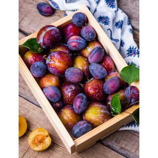 Online Orchards 3 ft. Italian Semi Dwarf Plum Tree with Excellent Fresh Eating Purple Fruit FTPL201