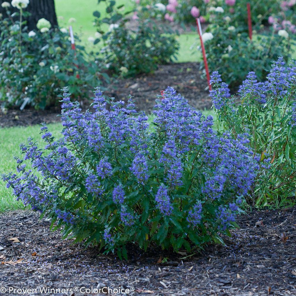 PROVEN WINNERS 1 Gal. Beyond Midnight Bluebeard (Caryopteris) Live Shrub Blue Flowers and Glossy Green Foliage CARPRC1056101