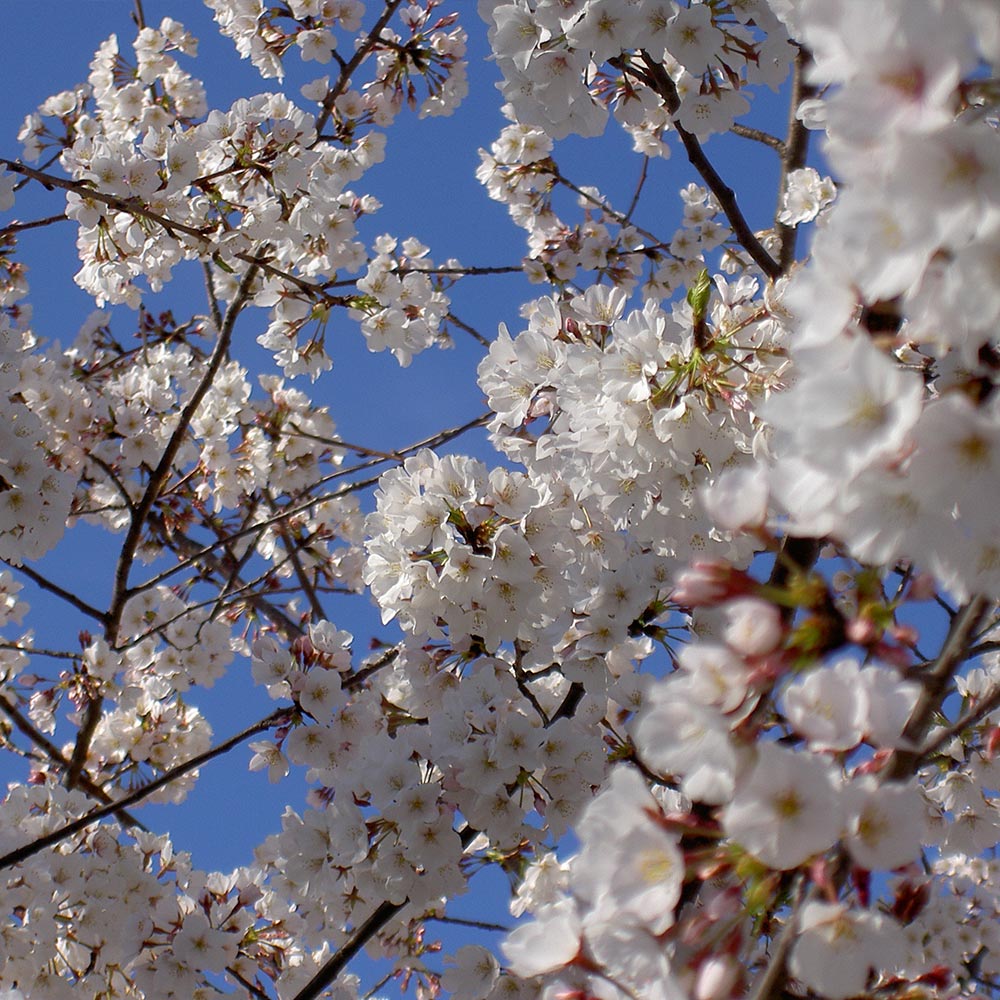 Yoshino Cherry Tree