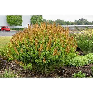 PROVEN WINNERS 3 Gal. Cherries Jubilee Baptisia Live Perennial Plant (1-Pack) BAPTI3CHJ1PK