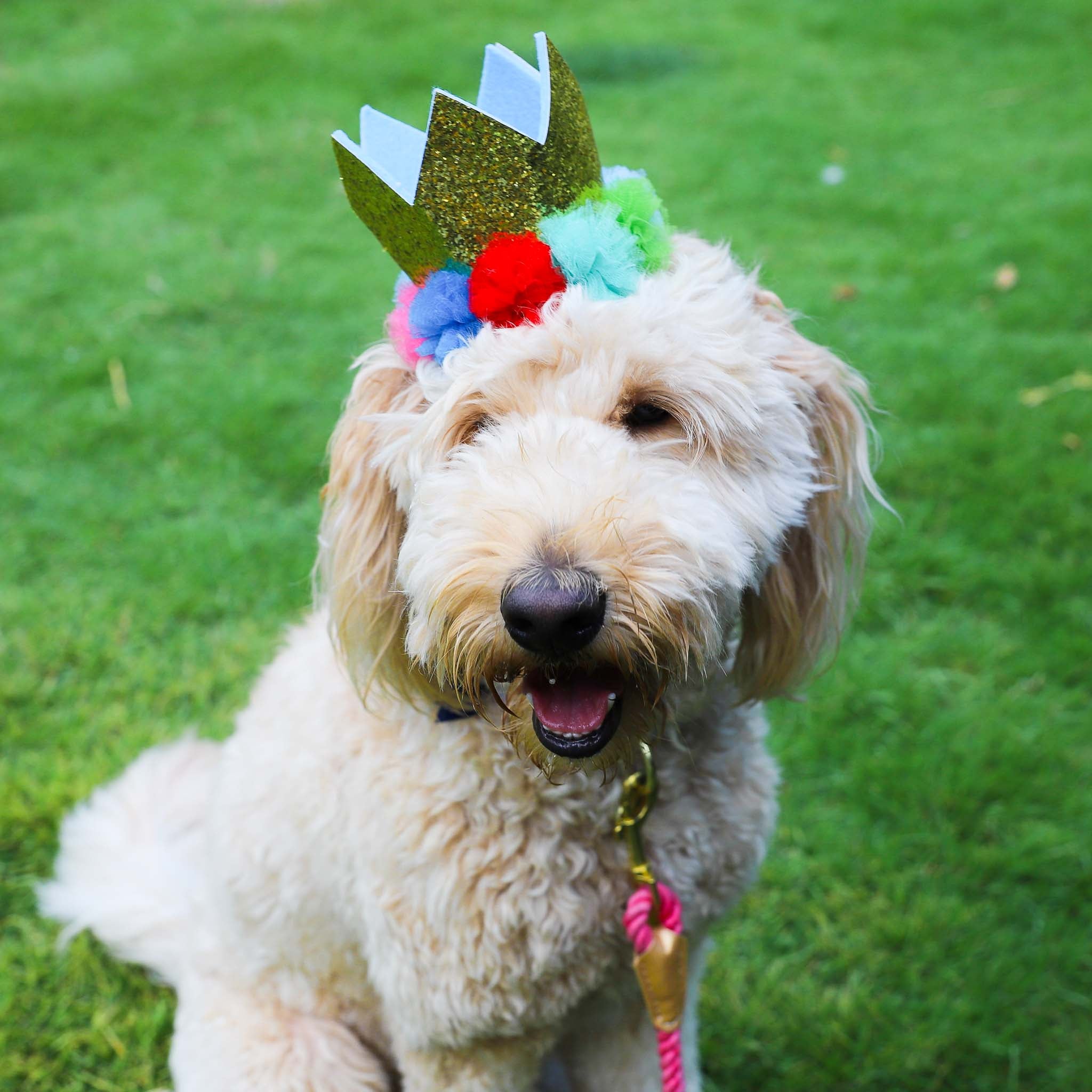 Packed Party Dog Party Crown