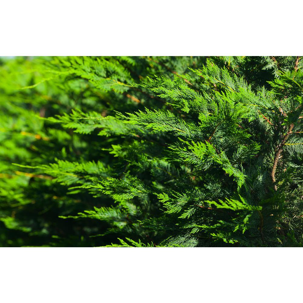 BELL NURSERY 3 Gal. Leyland Cypress (Cupressus Leylandii) Live Evergreen Tree Lush Green Foliage CYPRS3LEY1PK