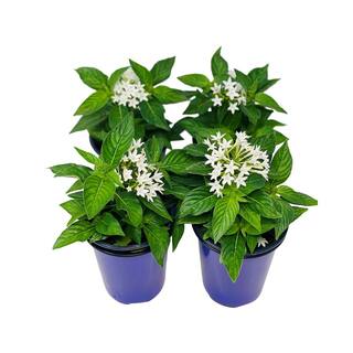 Pure Beauty Farms 1.38 Pt. Penta Plant White Flowers in 4.5 In. Grower's Pot (4-Plants) DC45PENTAWHI4