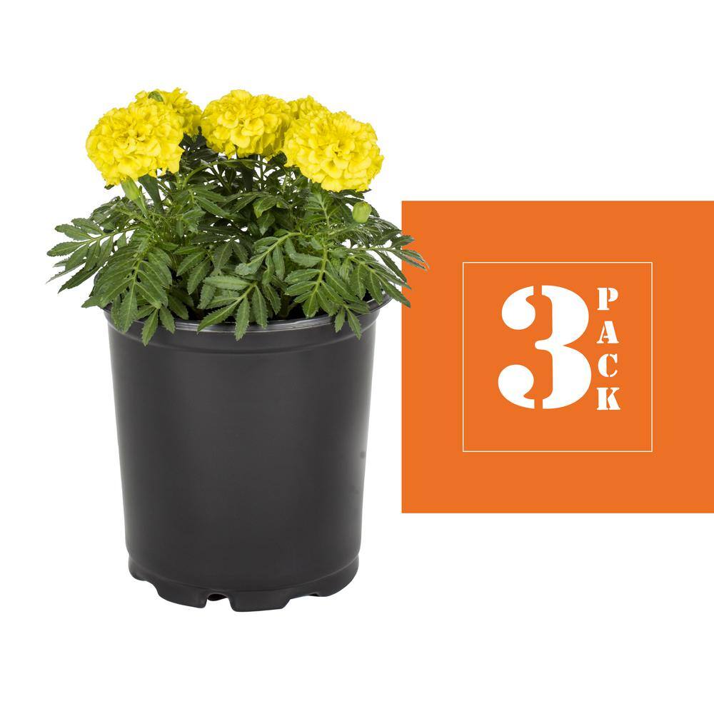 METROLINA GREENHOUSES 2 Qt. Yellow Marigold Annual Plant (3-Pack) 4970