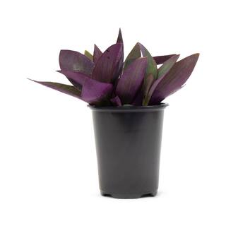 Vigoro 1.38 Pt. Purple Heart Queen Setcreasea Plant in 4.5 In. Grower's Pot (4-Plants) DC45PURQUEN4