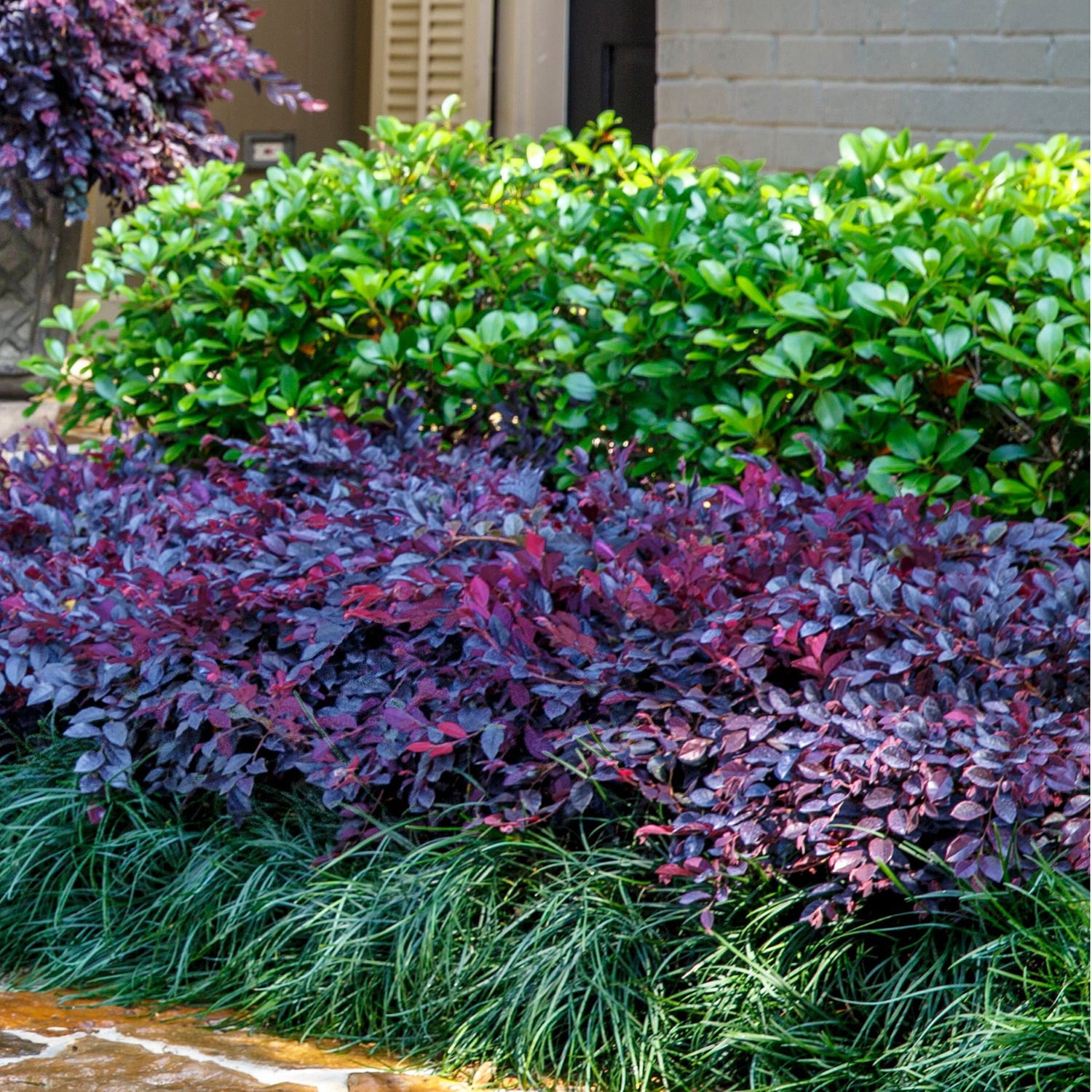 Purple Daydream Loropetalum (2 Gallon) Flowering Evergreen Shrub with Purple Foliage and Pink Blooms - Full Sun to Part Shade Live Outdoor Plant - Southern Living Plant Collection