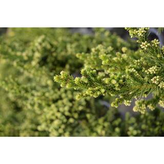Vigoro 2 Gal. Cryptomeria Japonica Black Dragon 11888