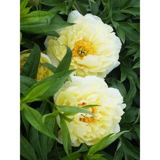 BELL NURSERY 3 Gal. Bartzella Peony (Paeonia Itoh) Live Shrub with Bright Yellow-Deep Red Double Blooms PEONY3BAR1PK