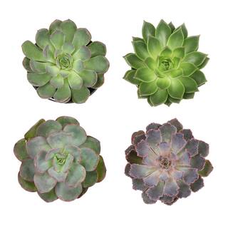 SMART PLANET 1 qt. Echeveria Assorted Succulents (4-Pack) 0872633