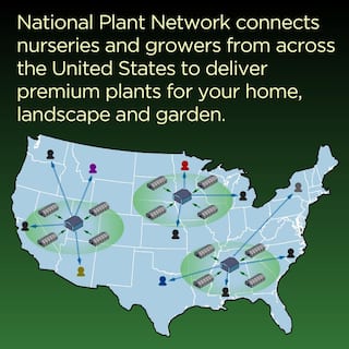 national PLANT NETWORK NPN 7 in. L x 7 in. W x 7 in. H 3 qt. Terracotta Red Clay Indoor Ceramic Grant (1-Pack) HD4678