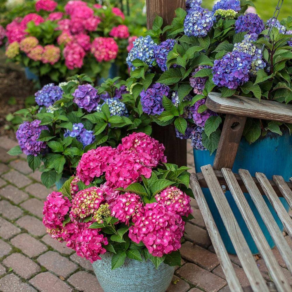 Endless Summer 2 Gal. Summer Crush Hydrangea Flowering Live Shrub with Pink Flowers 14750