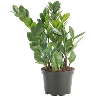 Costa Farms Zamioculas Zamiifolia Indoor ZZ Plant in 6 in. Grower Pot Avg. Shipping Height 10 in. Tall 6ZZ