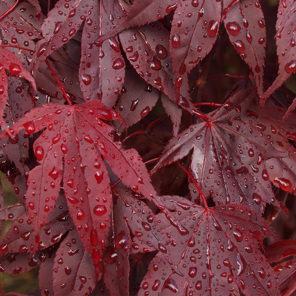 #7 Pot Red Japanese Maple Deciduous Tree MAPJAP07G