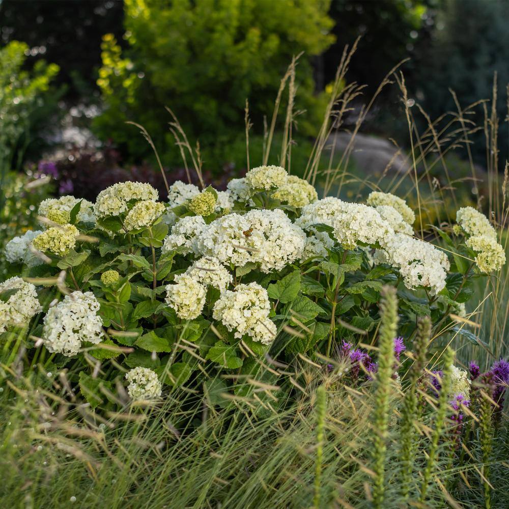 FIRST EDITIONS 2 Gal. FlowerFull Hydrangea Shrub with White Blooms 17122