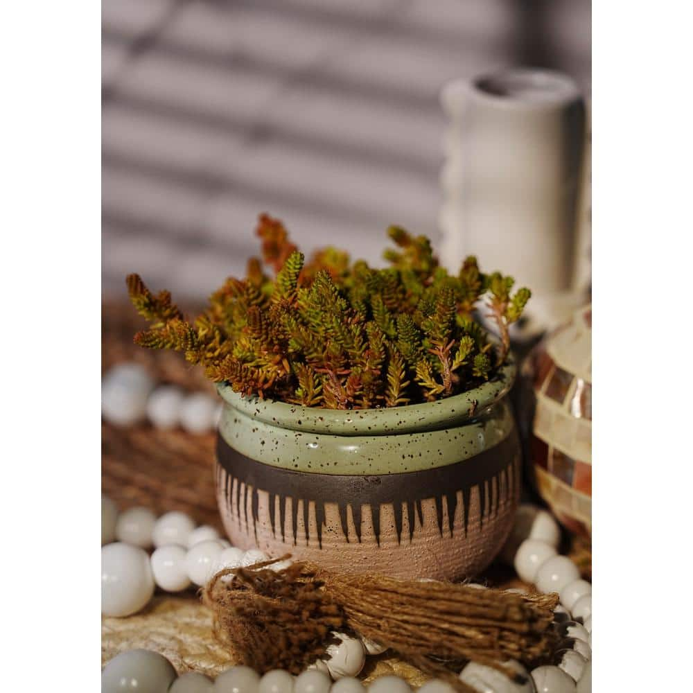 Cesicia 3-Piece Non-Fragrant Live Sedum Sexangulare - Tasteless Stonecrop Planter Pet-Safe RichM815Cacti11