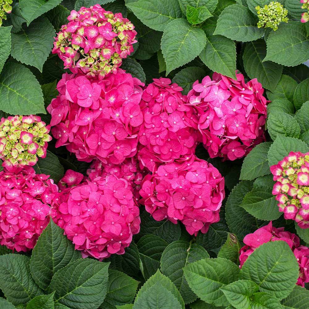 Endless Summer® Summer Crush® Hydrangea